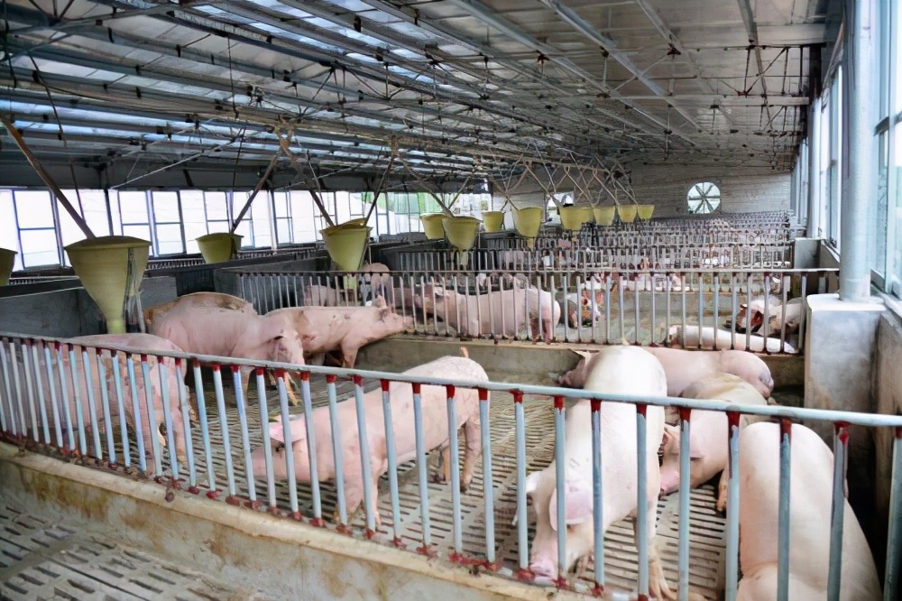 猪场育肥猪单纯咳嗽怎么治,猪场里发生咳嗽是怎么回事