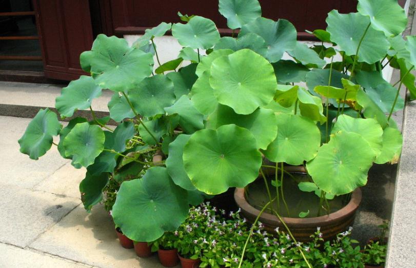 荷花盆栽土怎么准备才能养活呢,令箭荷花换盆用什么土最好