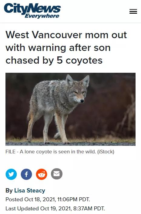 西温豪宅区惊现郊狼13岁孩子上学遭5狼跟踪家长吓傻