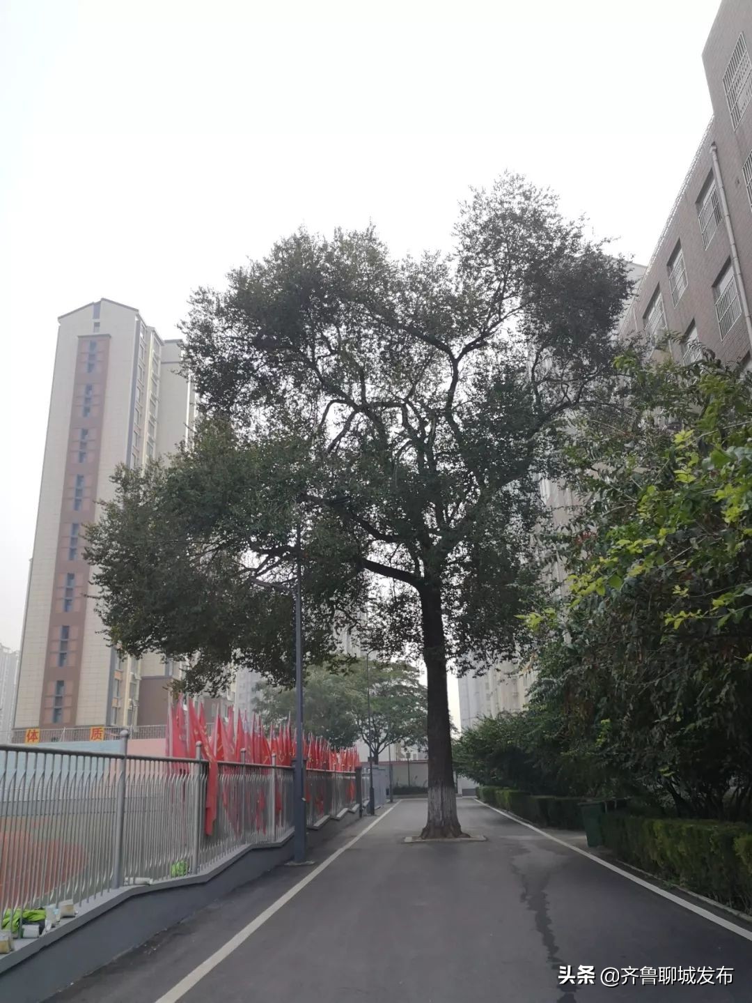 聊城二中历史,十年印象阿布