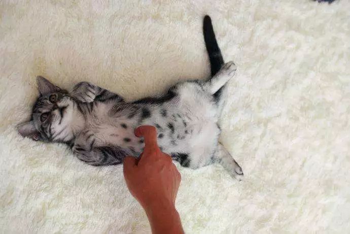 猫抓狗咬疫苗怎么处理,猫抓狗咬后怎么正确的处理