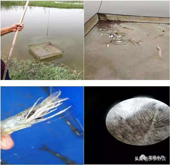 水产养殖新模式,微山湖虾蟹混养