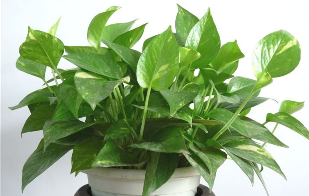 绿萝怎么家养得旺盛小窍门,家里的绿萝怎么才能长得旺盛