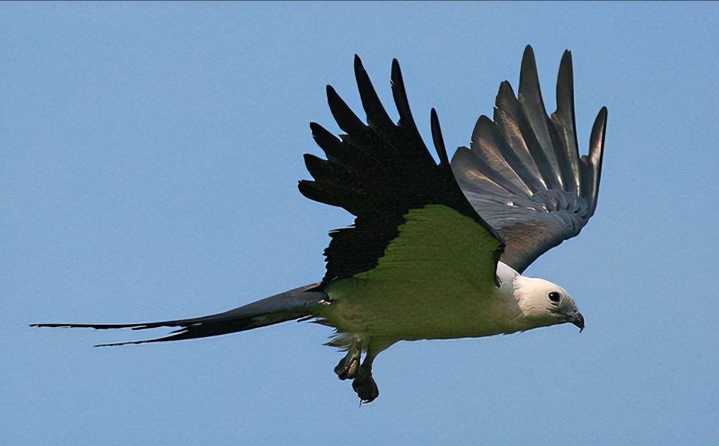 东江揽胜:收集常见鸟类图谱之猛禽篇,摄鸟人自留地,建议收藏