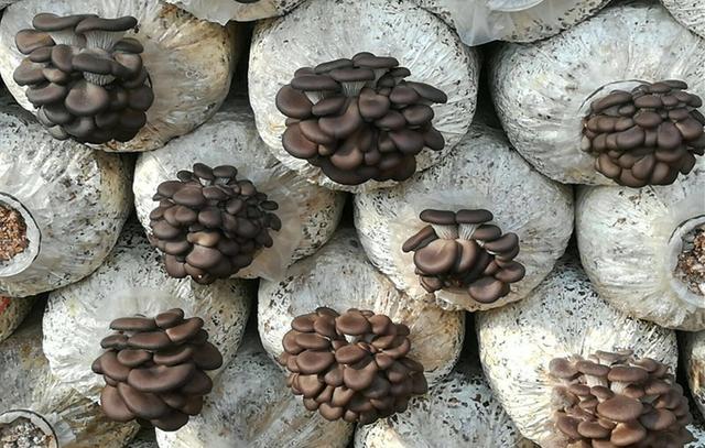 平菇出菇突然死掉是怎么回事,平菇发生畸形的原因及防治方法