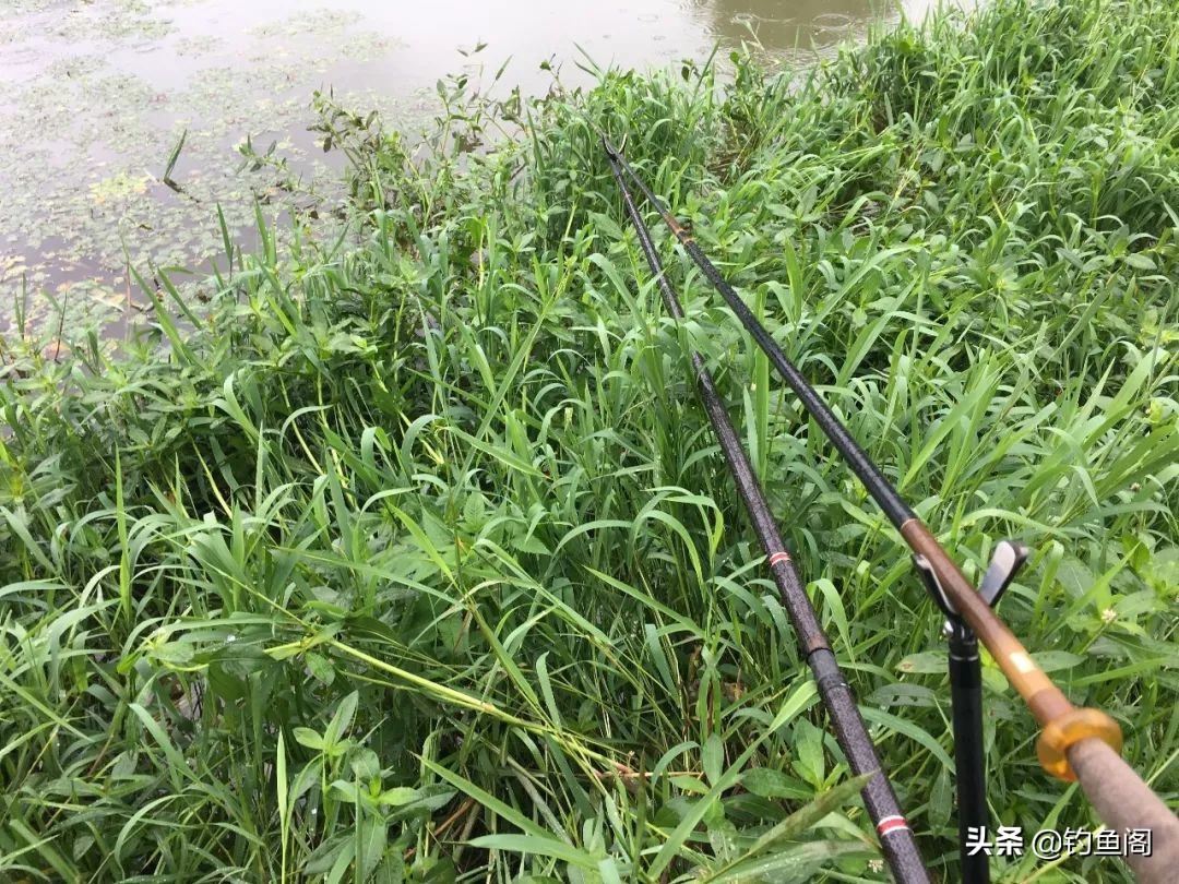 野钓用鲫鱼竿还是综合竿,野钓鲫鱼选鲫鱼竿还是综合竿
