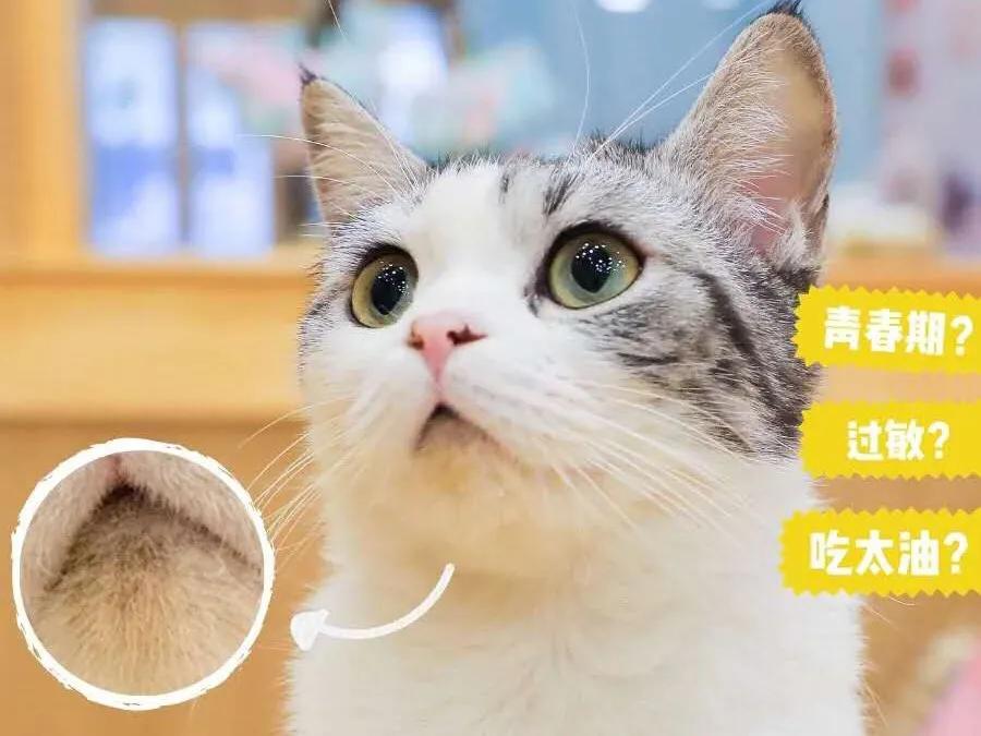 科学养猫喂猫粮,科学营养养宠物