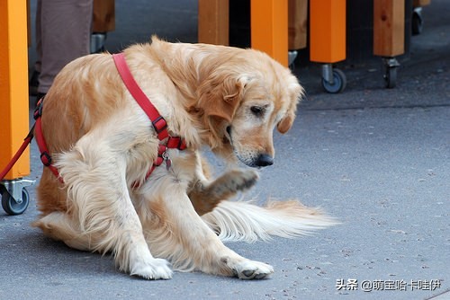 狗狗尿不出来尿血怎么回事,狗狗有尿但是不在尿垫上尿怎么办