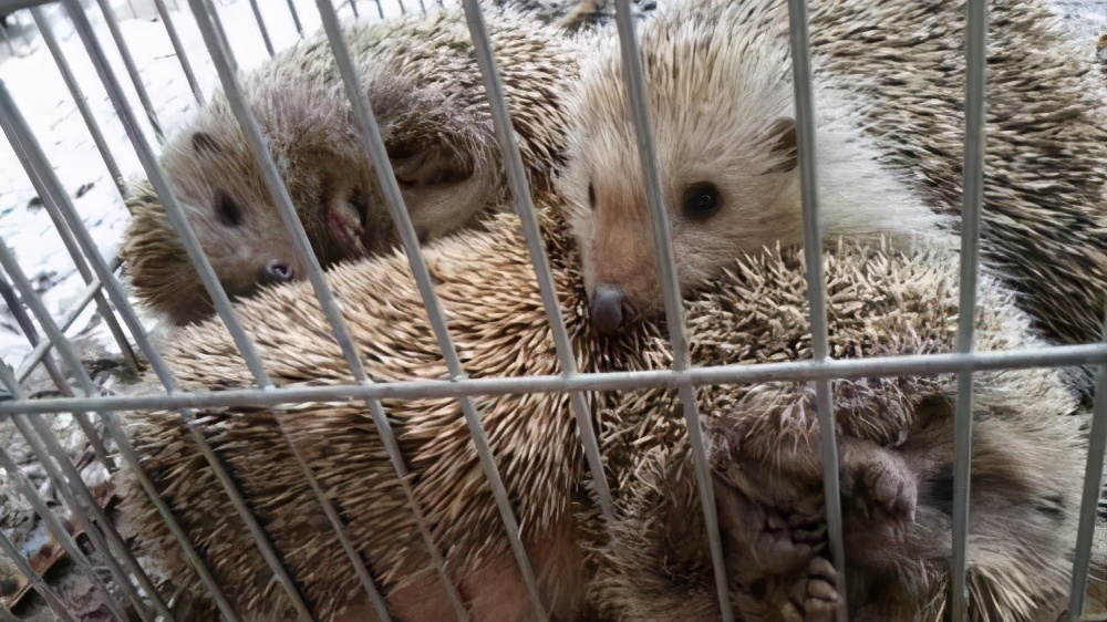 一晚上抓71只刺猬！山东一对夫妻被抓！为保护动物，每只200元