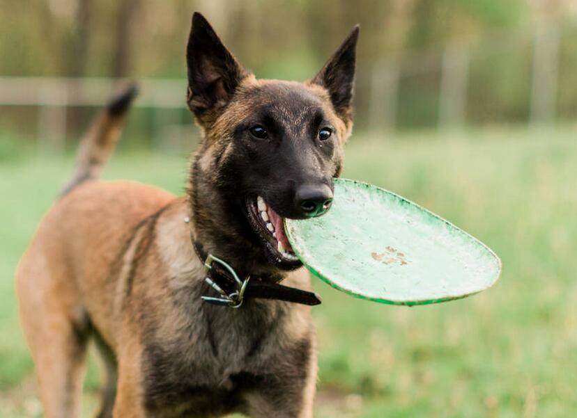 公马犬都很强势吗,养马犬公好还是母好