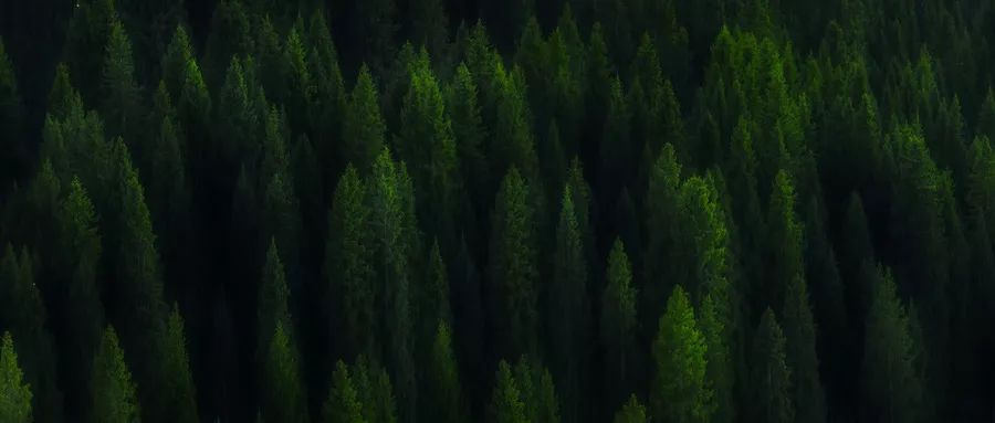 雪松味道有点呛鼻子,雪松味道好不好闻
