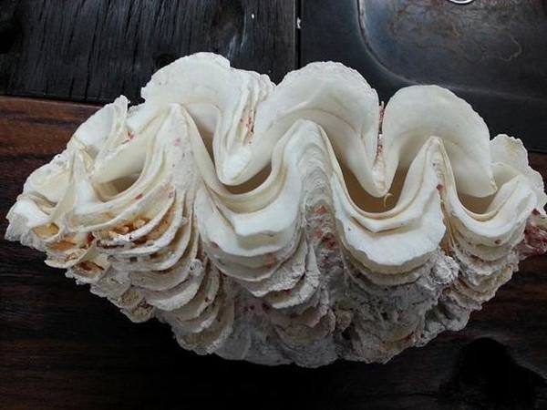 哪九种文玩不准卖,千万不能买的文玩有哪些