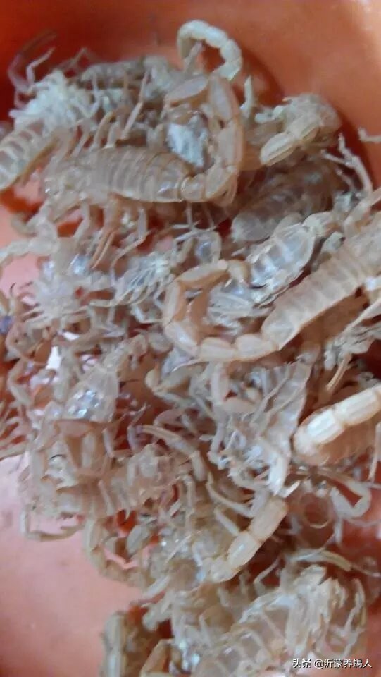 蝎子养殖都是是*局骗**吗？养蝎子能赚钱吗？养殖蝎子效益到底如何？