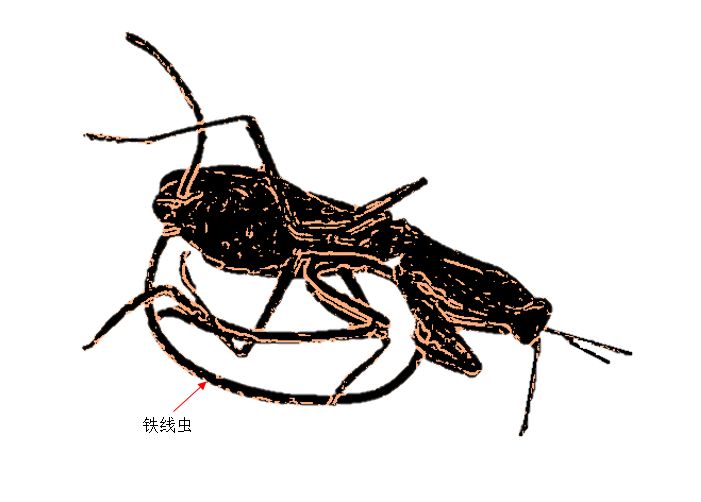 毒液共生体存在吗,现实里的毒液共生体