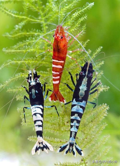 养观赏虾的基本知识有哪些,观赏虾的养殖方法和注意点有哪些