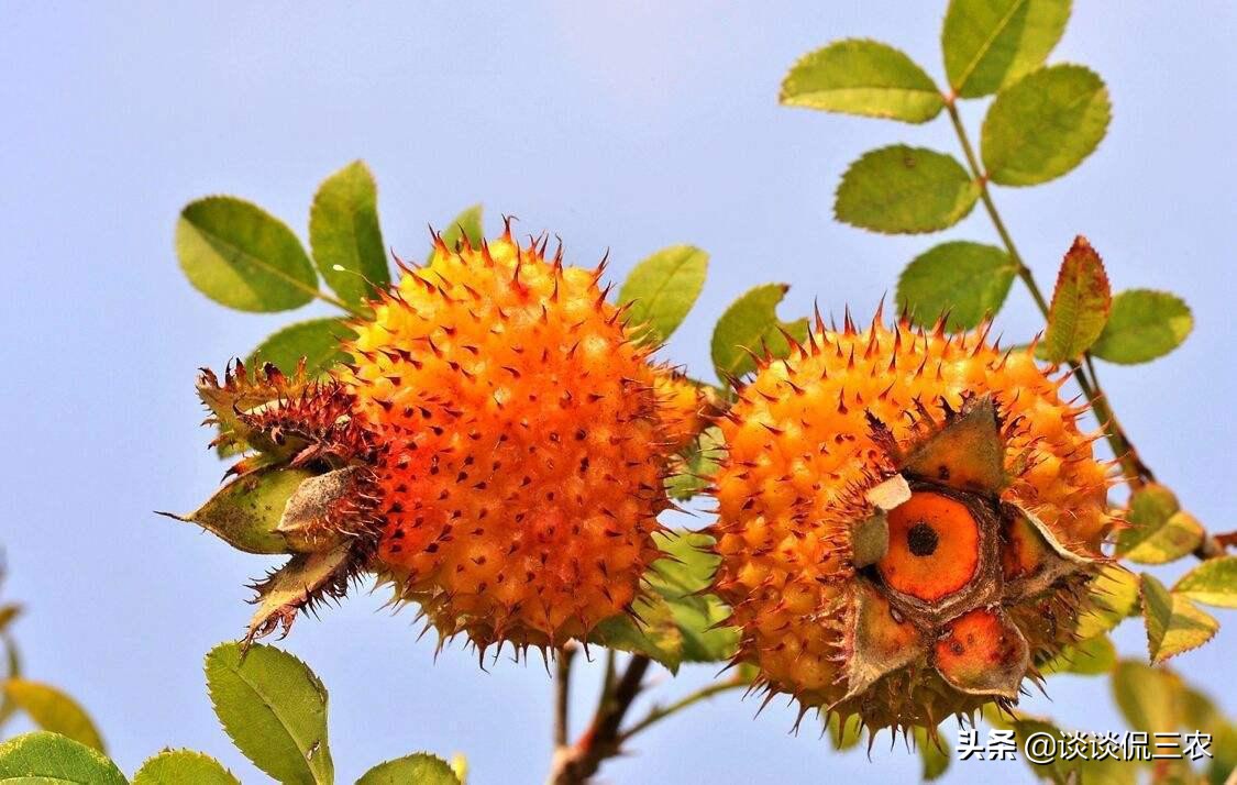 北方农村山上可以吃的野果,农村山上常见野果能止渴