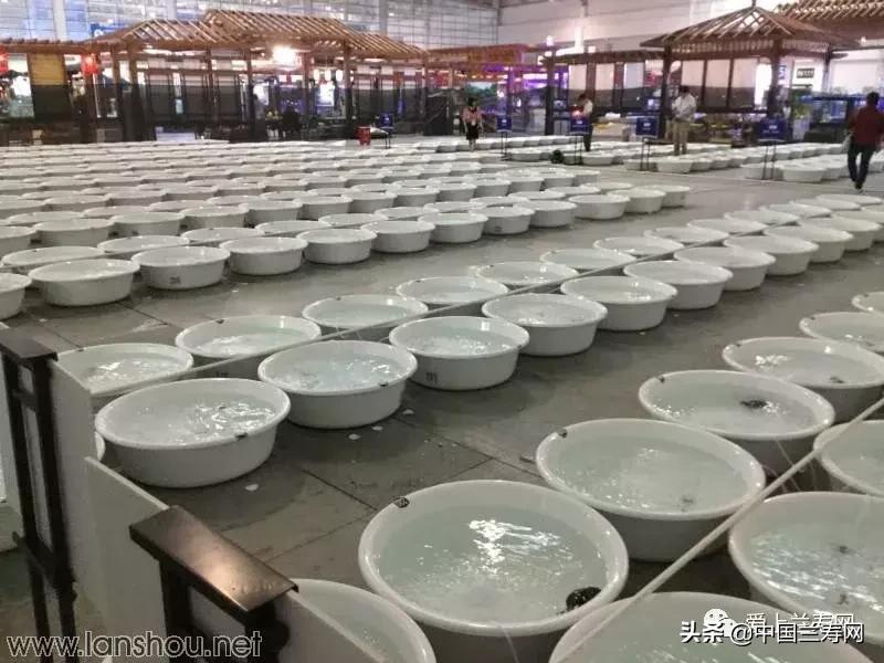 世界金鱼大赛在福州举行,2019中国世界金鱼大赛