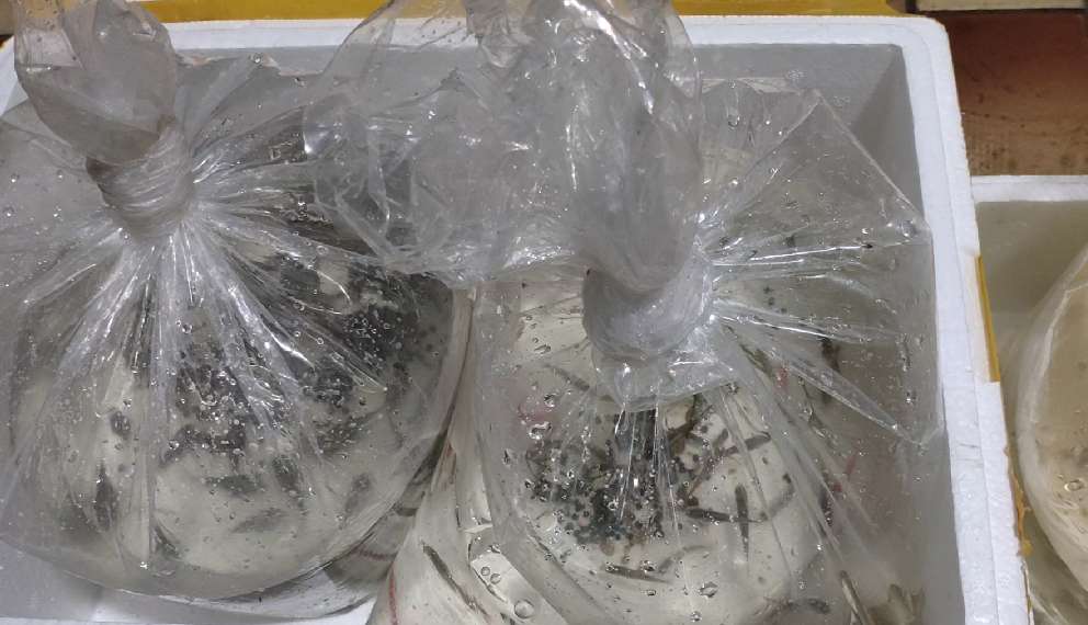 不建议饲养的观赏鱼,家中的观赏鱼可以放到寺庙放生吗