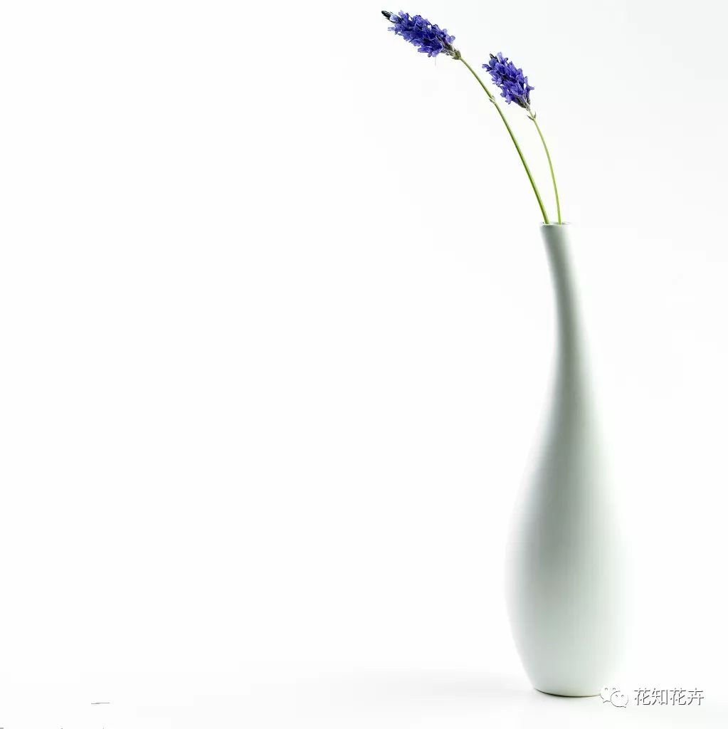 薰衣草真假精油的鉴别方法,熏衣草干花真假辨别