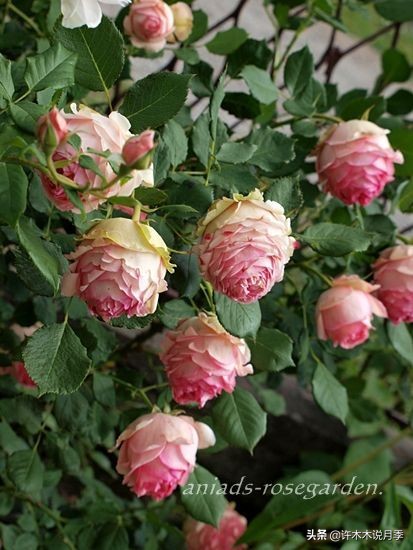 多菌灵可以治疗月季灰霉病吗,月季灰霉病黑斑病黄叶打什么药