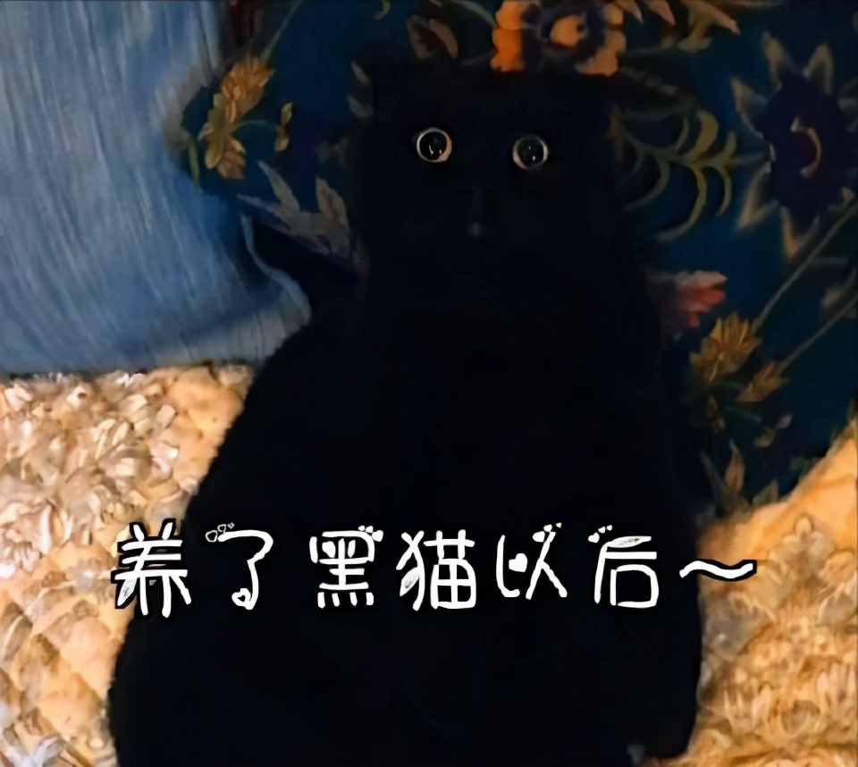 黑猫真的不建议养吗,黑猫到底能不能养