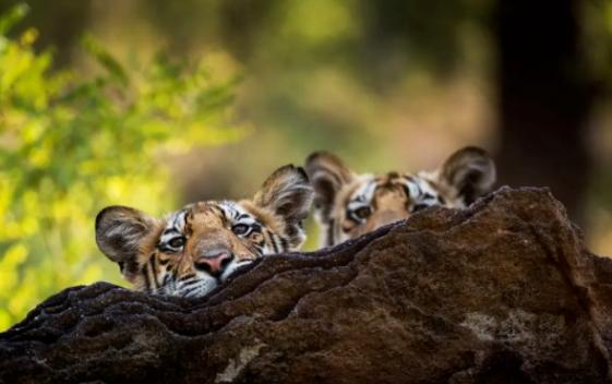 40部宝藏级bbc纪录片,bbc十大必看纪录片