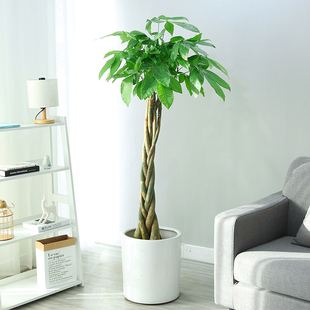 想让发财树长高怎么办,发财树怎么浇水才能活得更长