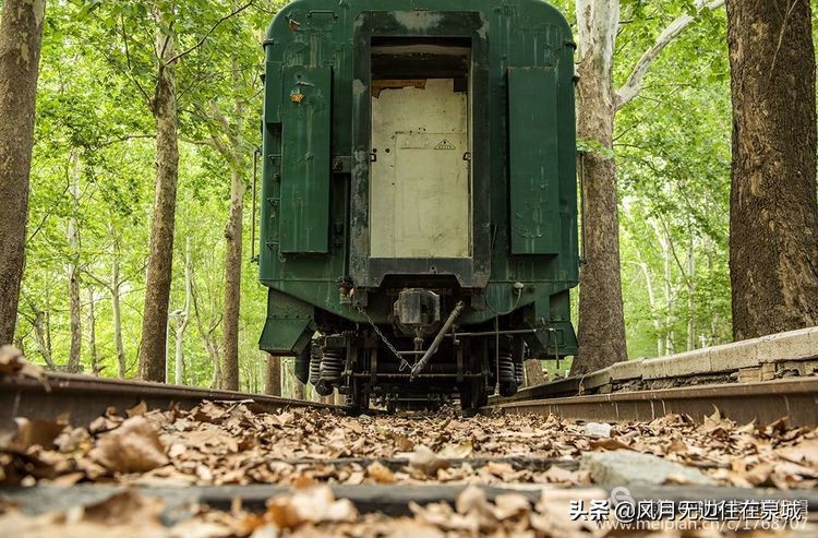 济南一颗梧桐树,济南的法国梧桐