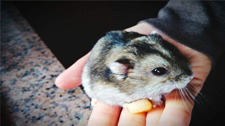 养仓鼠改掉咬笼子的这个坏习惯,仓鼠咬笼子嘴巴出血怎么办