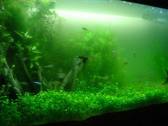 鱼缸爆藻跟盐有关系吗,海缸长藻是硝酸盐还是磷酸盐