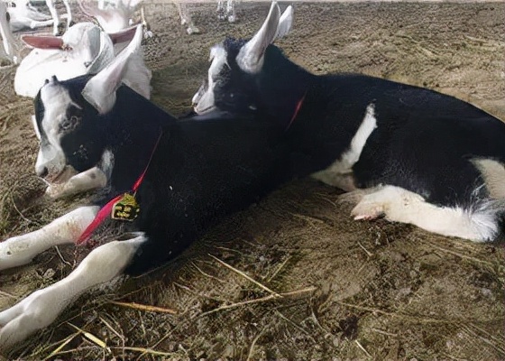 鍦e攼涔充笟鏃呮父,鍦e攼涔充笟鏃呮父瑙嗛