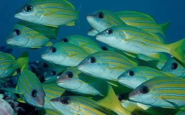 fot海水观赏鱼,fot鱼品种