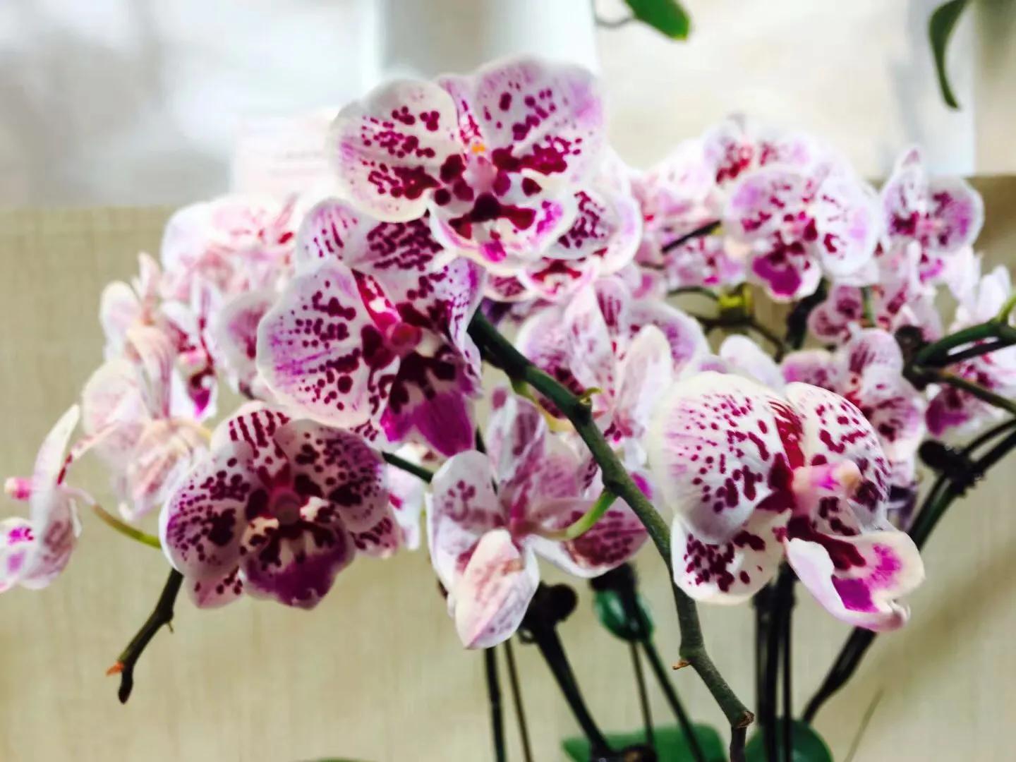 兰花最美的季节是冬季,北方冬季赏兰花