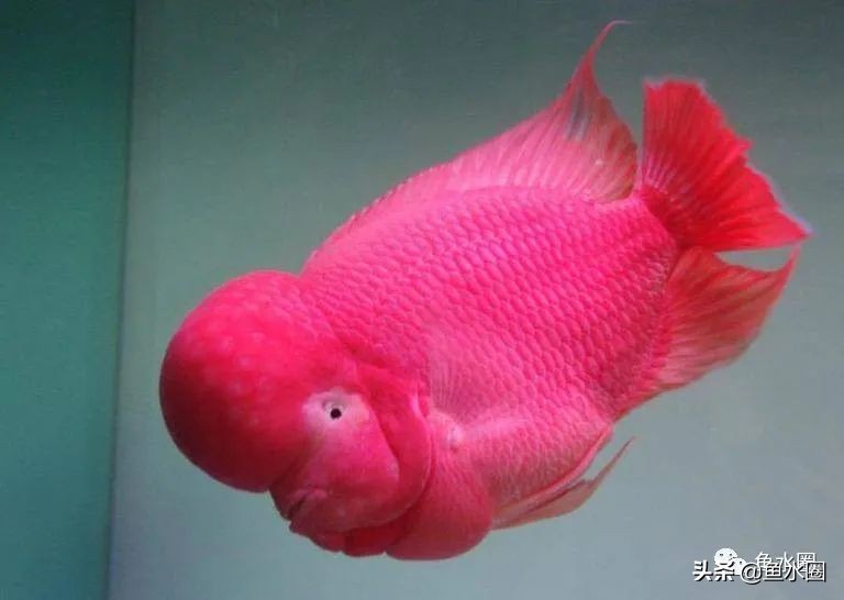 罗汉鱼身上亮片少是什么品种,罗汉鱼血麒麟和火凤哪个品种好