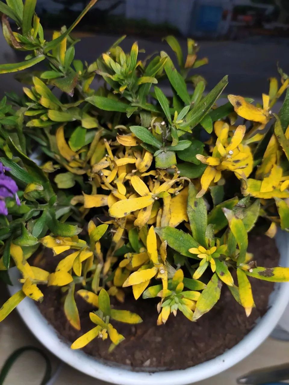 绿萝文竹总发黄1招让它绿油油,植物叶子全部发黄怎么办