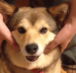 这只狗狗吃不到好吃的居然要和主人拼命，哈哈