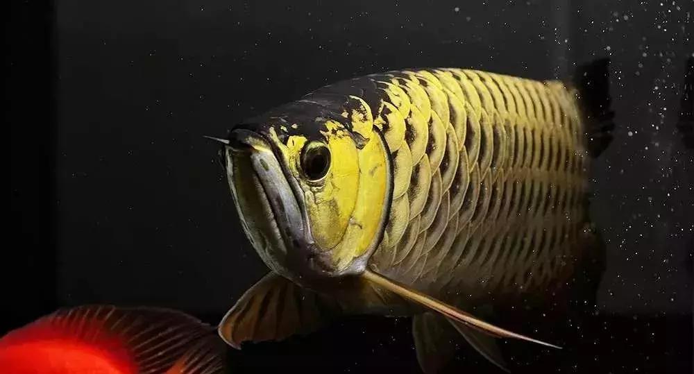 国产黄粉真假辨别方法,国产黄粉和进口黄粉区别