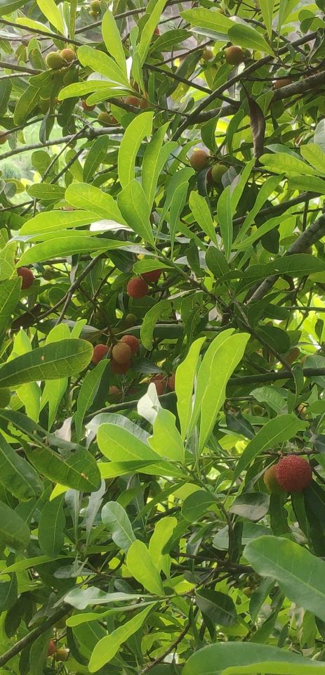 黑炭杨梅品种介绍,潮汕杨梅品种大全