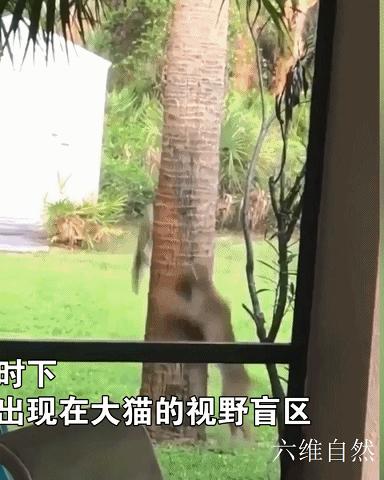 国外一只松鼠逃跑过程,国外一只松鼠逃跑