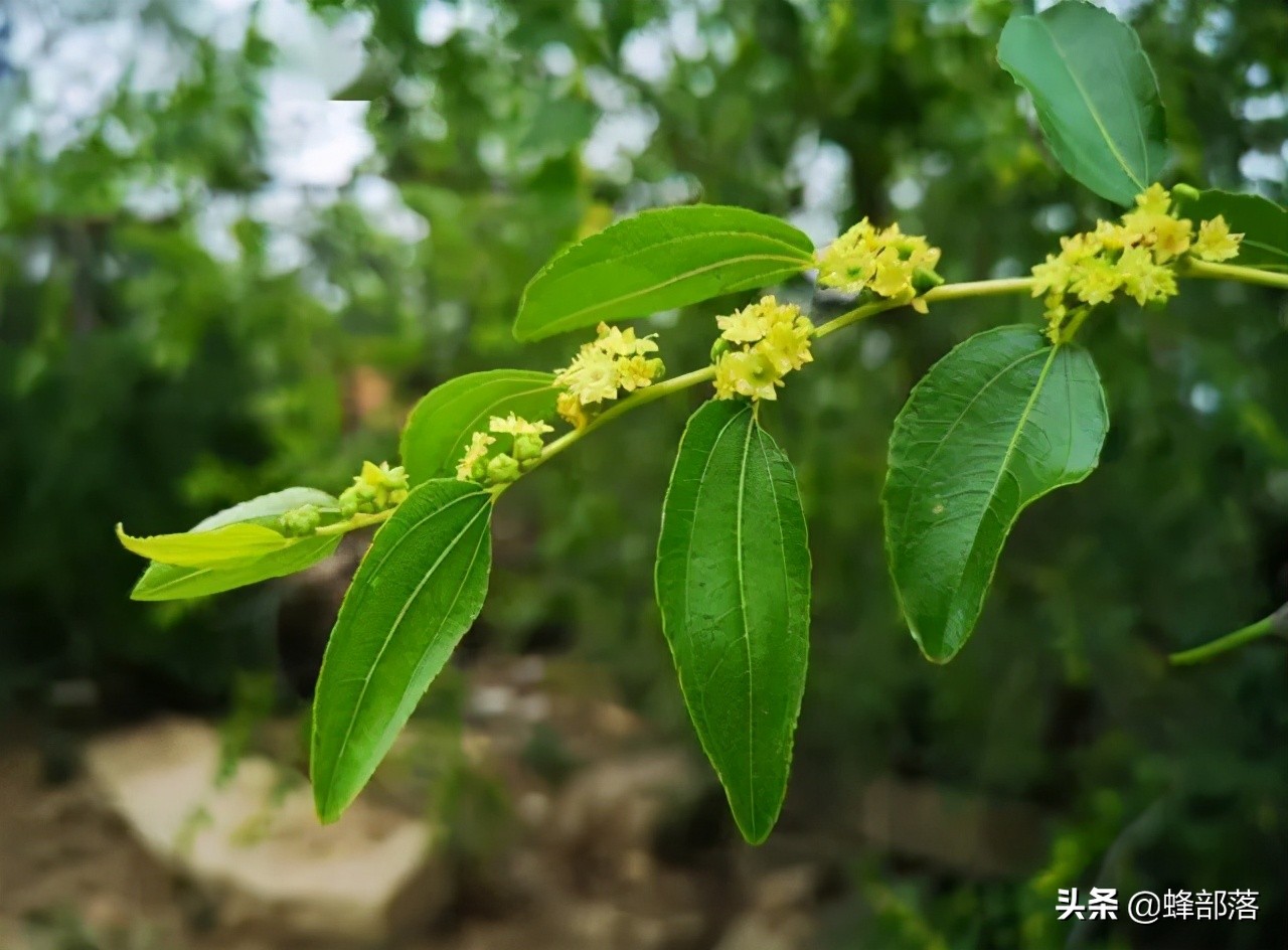 枣花蜂蜜几月份取蜜最佳,蜜蜂流蜜期多久取一次蜜
