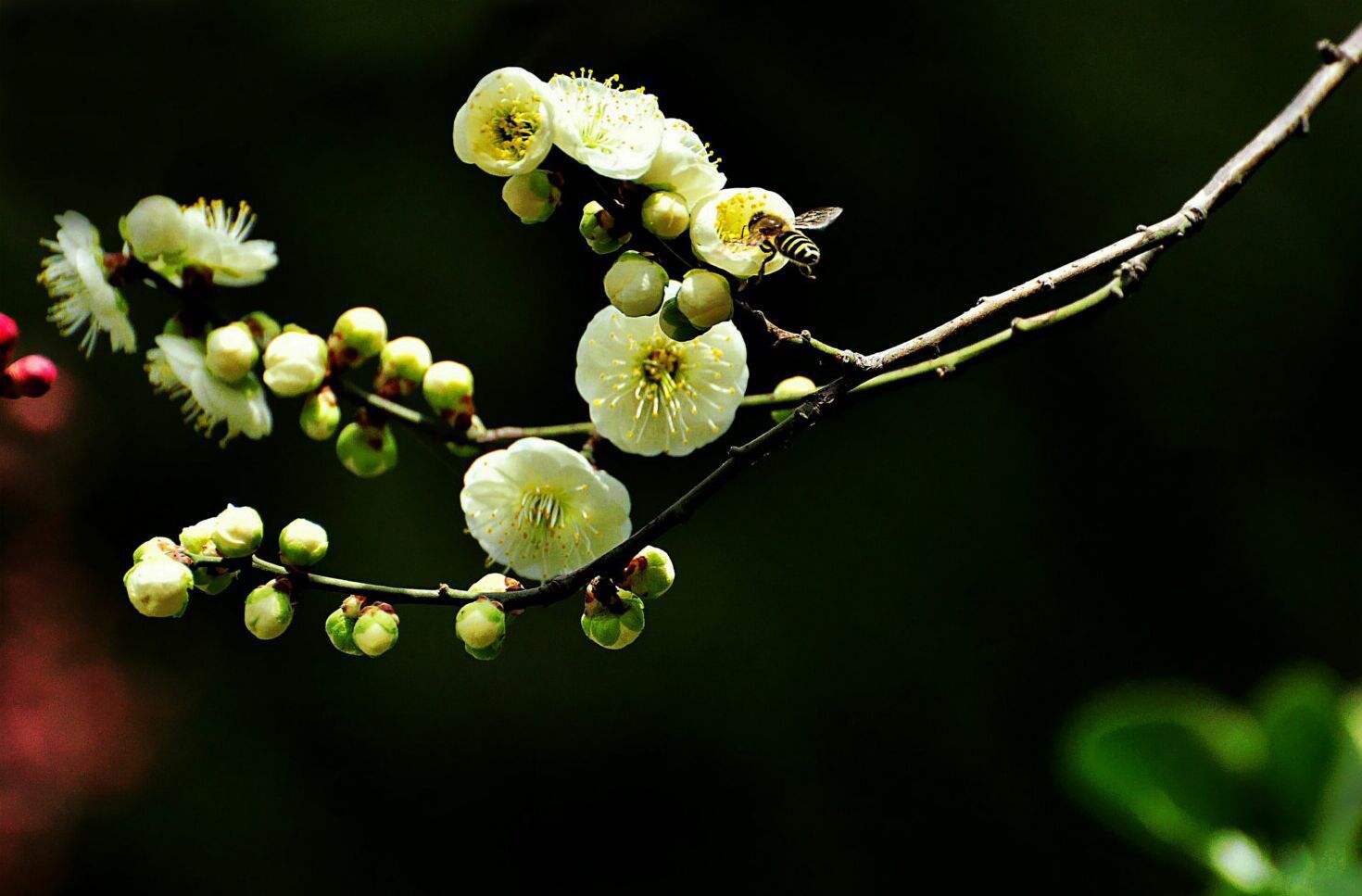 中药绿萼梅玫瑰花,中药材绿萼梅的别名