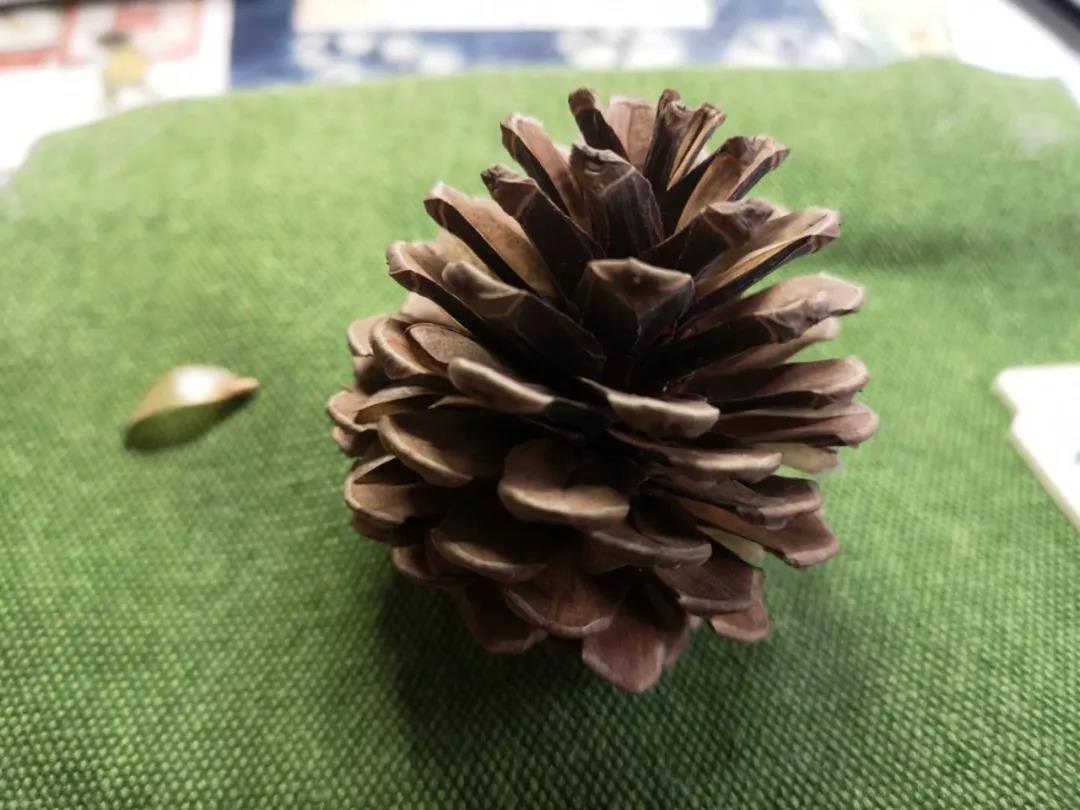 重庆的行道树有哪些,重庆高山老树