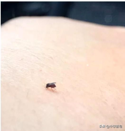 四川的小黑蚊子是怎么形成的,默默蚊怎么来的