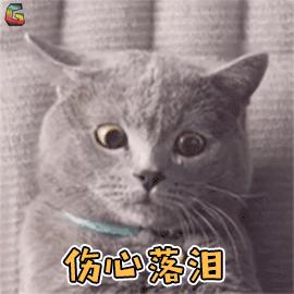 怎么预防猫咪尿道阻塞,猫咪尿道阻塞位置