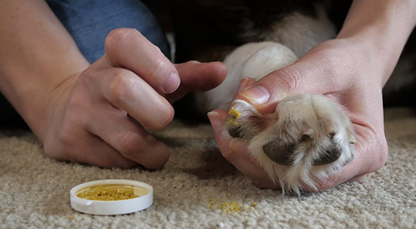 给狗子指甲剪太短了,能不能给狗狗剪指甲啊