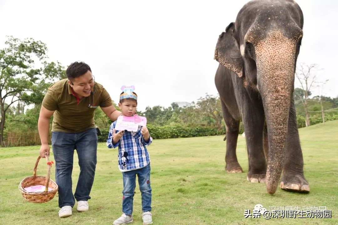 野象谷和大象互动视频,野象谷跟大象互动