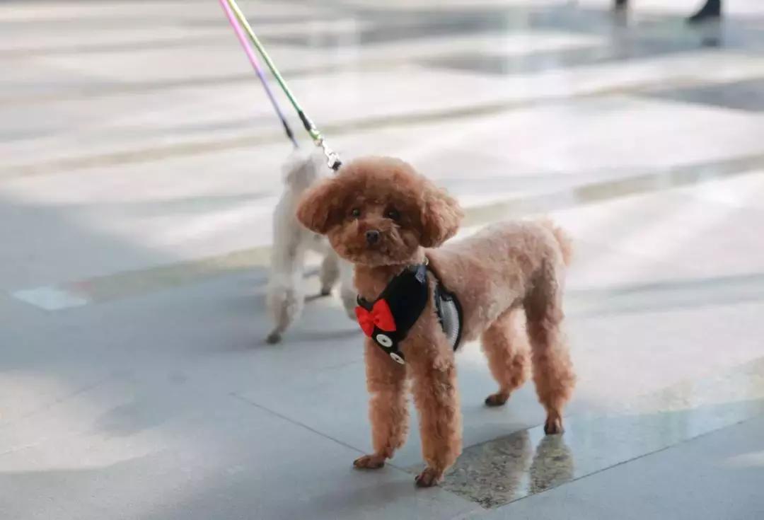 萌宠齐聚南京宠物博览会,day1