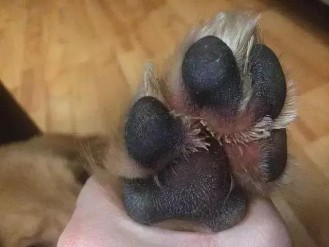 怎样才能解决金毛的体臭,金毛身上很臭怎么去除