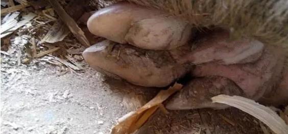 母猪猪蹄开裂是什么原因,如何预防猪场小猪烂蹄