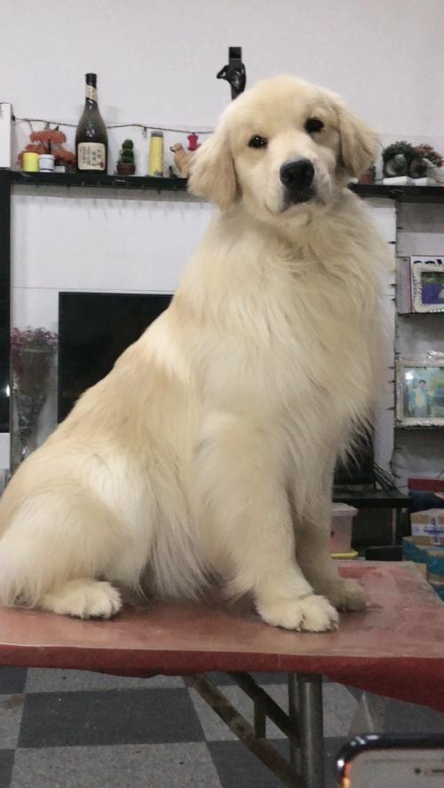 国内顶级金毛犬舍排名,金毛冠军犬舍